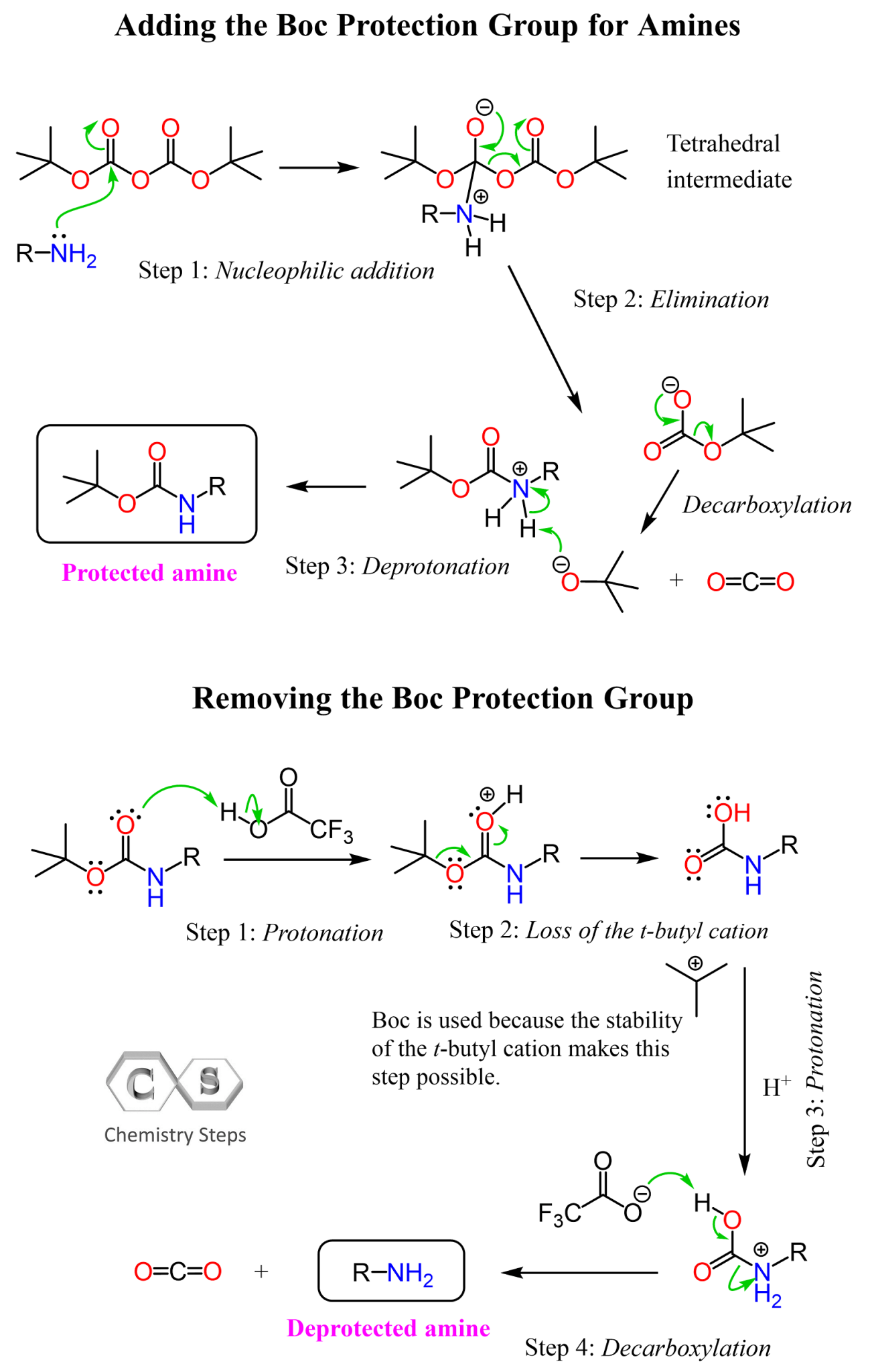 Boc Protecting Group for Amines Chemistry Steps