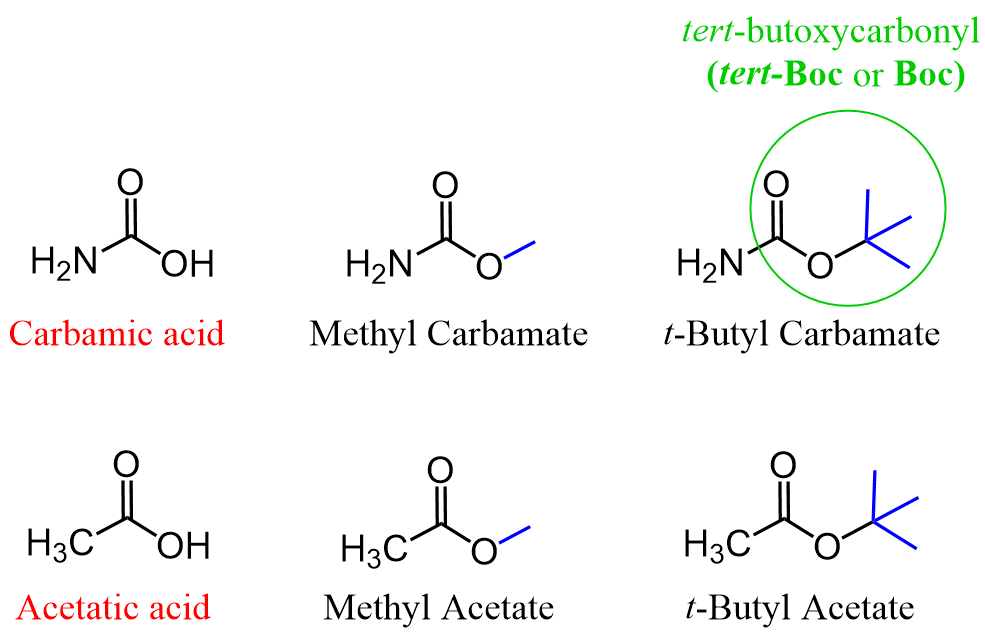 Boc Protecting Group for Amines Chemistry Steps
