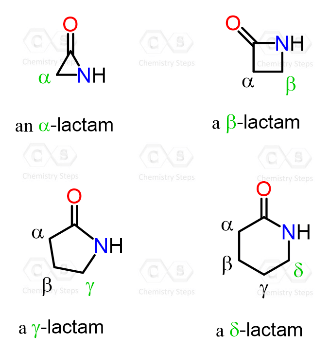 alpha beta gamma lactams